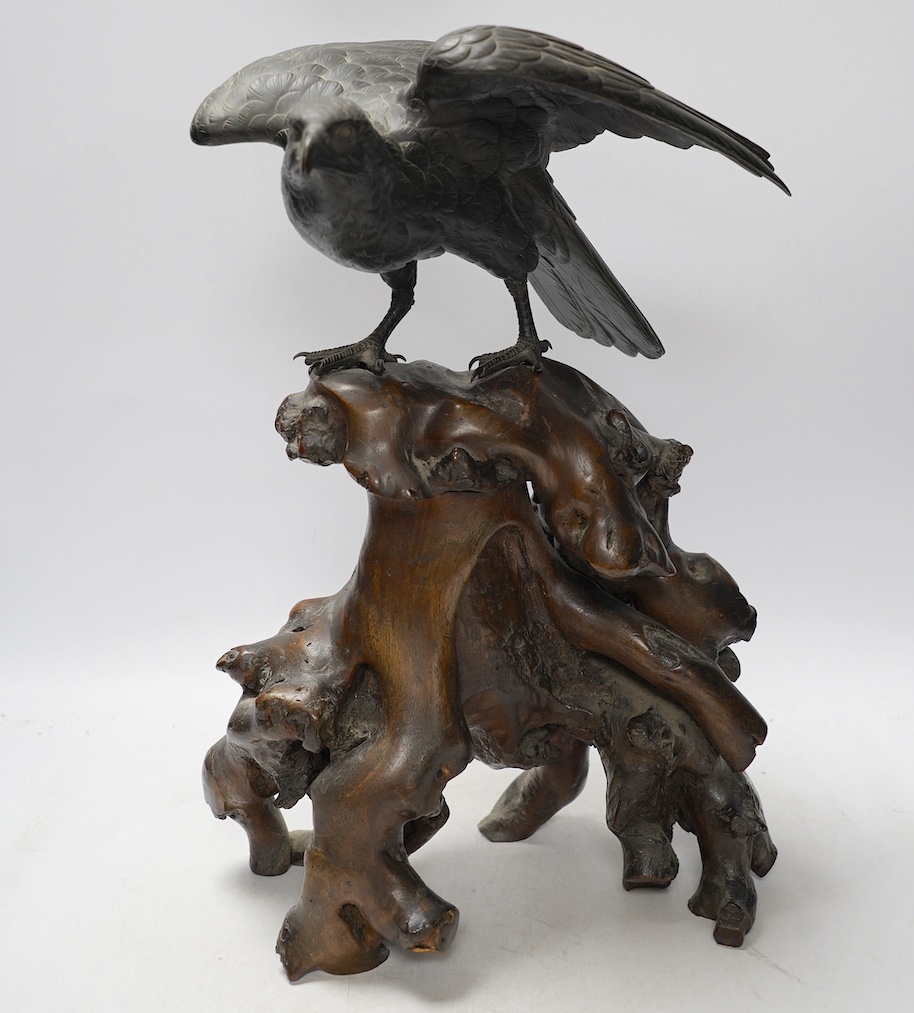 A Japanese Meiji period cast bronze model of a hawk, raised on a naturalistic carved root wood base, signed to tail underside, 39.5cm. Condition - good